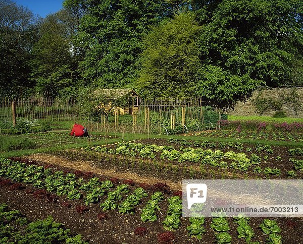 Wand  Gemüse  Bett  Garten  Irland