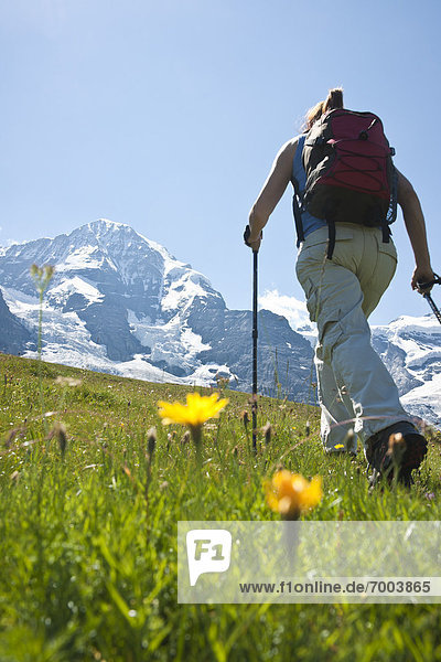 benutzen  Frau  gehen  wandern  Rückansicht  Berner Oberland  Schweiz