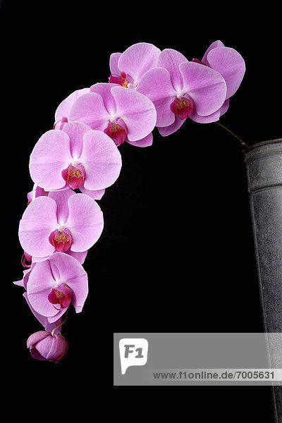 Nahaufnahme der Orchideen
