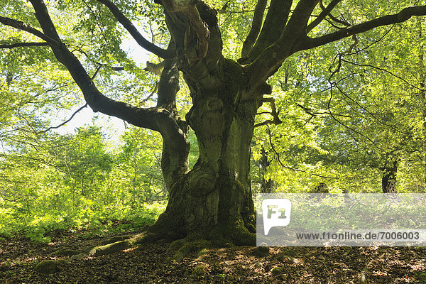 Old Beech Tree  Kellerwald-Edersee National Park  Hesse  Germany
