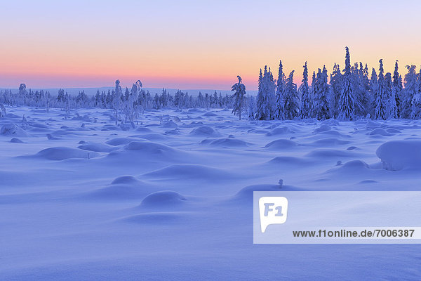 Snow Covered Spruce Trees at Dusk  Nissi  Northern Ostrobothnia  Finland