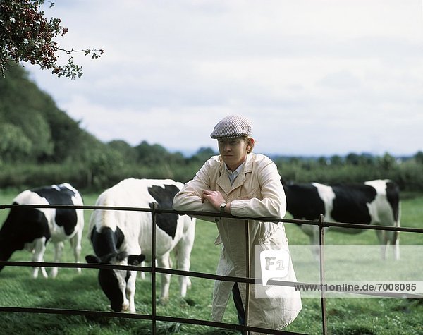 Hausrind  Hausrinder  Kuh  Bauer  Irland