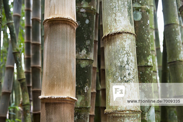 Baum Close-up Bambus Brasilien Rio de Janeiro