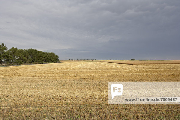 Himmel  ernten  Feld  Weizen  Alberta  Kanada  Bewölkung  bewölkt  bedeckt