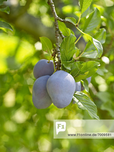 Plums on Tree Branches  Hipple Farms  Beamsville  Ontario  Canada