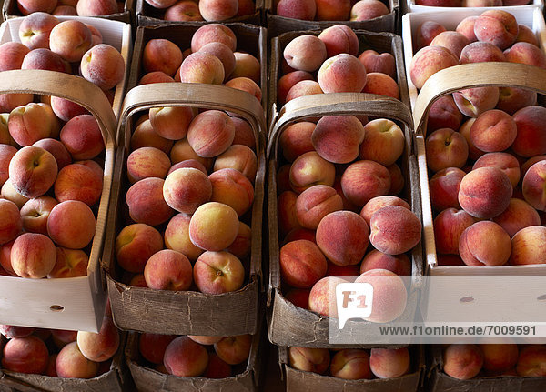 Fresh Harvested Peaches in Baskets  Hipple Farms  Beamsville  Ontario  Canada