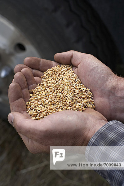 Getreide  Europäer  halten  ernten  Weizen  Landwirtin  Pincher Creek  Alberta  Alberta  Kanada