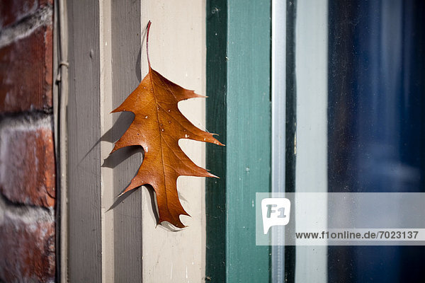 Fenster Pflanzenblatt Pflanzenblätter Blatt