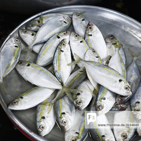 Fisch Pisces verkaufen Markt