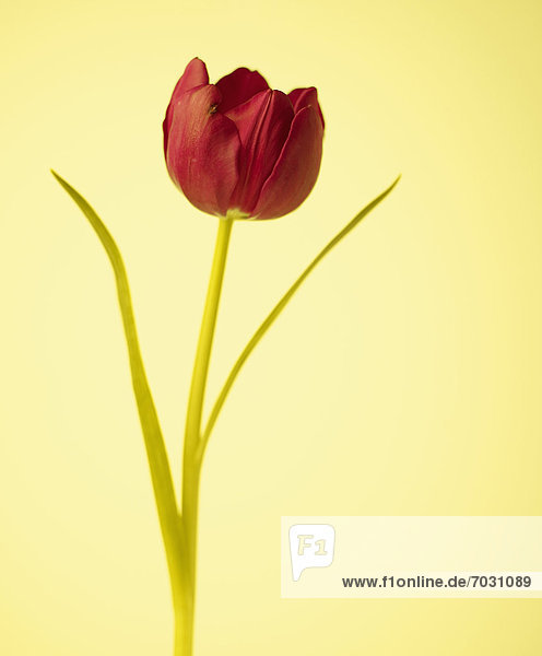 Blume  rot  1  Tulpe