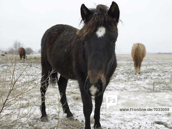 Horse in Full Length