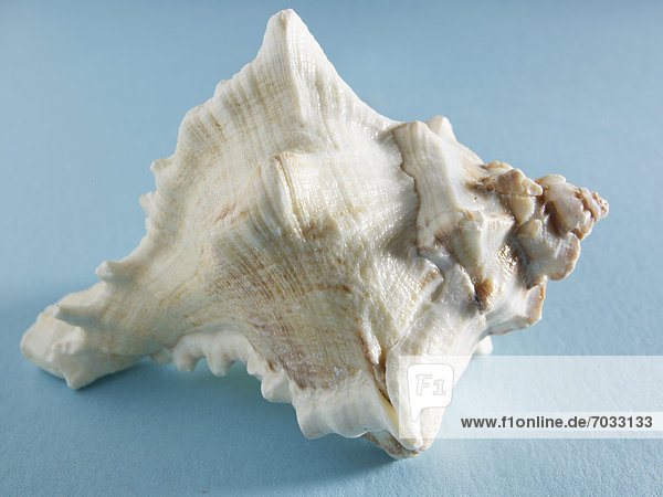 Single Seashell