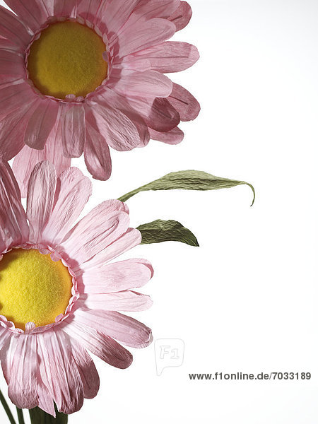 Two Pink Flowers