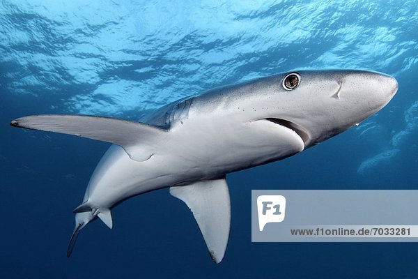 Blauhai (Prionace glauca)  Cape Point  Kapstadt  Südafrika  Atlantik  Indischer Ozean  Unterwasseraufnahme