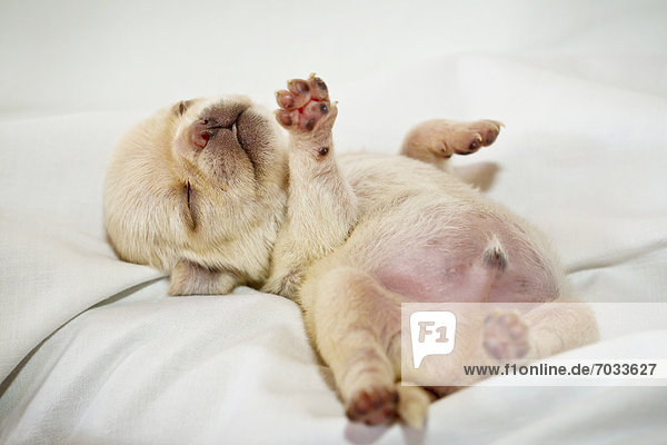 Cream-colored pug puppy lying on sheet