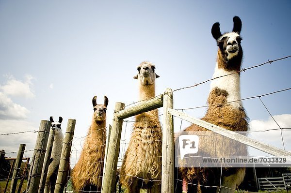 Four Llamas Behind Barbed Wire Fence