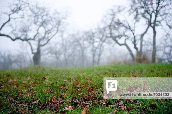 Ground Level View Of Park In Late Autumn