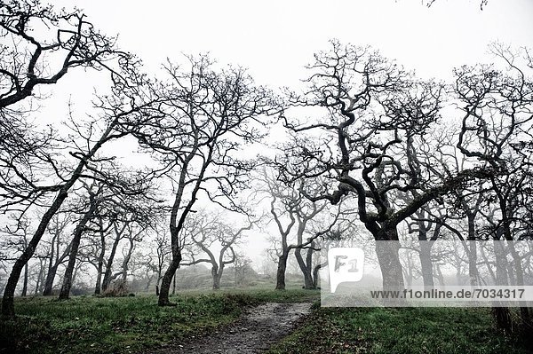 Low Angle View Of Eerie Tree Silhouettes