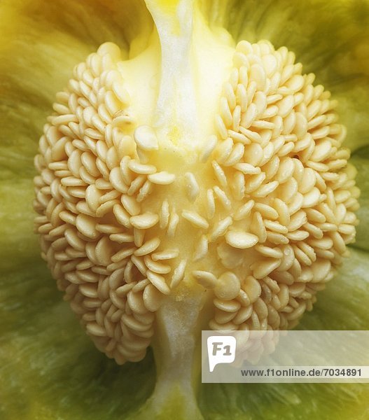 Close Up Detail der Samen am Zentrum der grünen Pfeffer