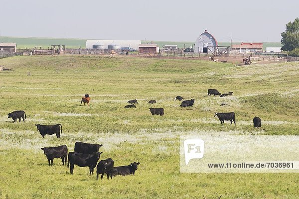 Cattle At A Farm  Central Alberta  Canada