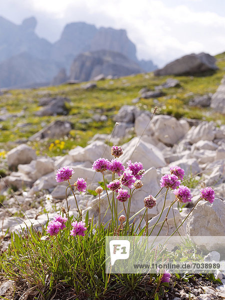 Alpine knapweed  centaury  centory  starthistle or centaurea (Centaurea alpestris)  Dolomiti di Sesto National Park  Sexten Dolomites  Hochpustertal  High Puster Valley  South Tyrol  Italy  Europe