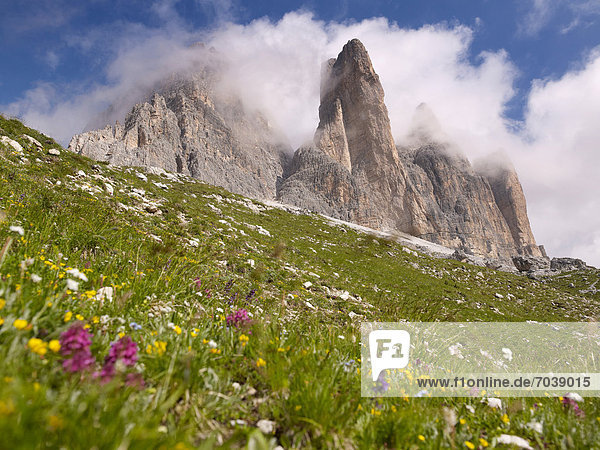 Drei Zinnen mit bunter Alpenwiese  Nationalpark Dolomiti di Sesto  Sextener Dolomiten  Hochpustertal  Südtirol  Italien  Europa