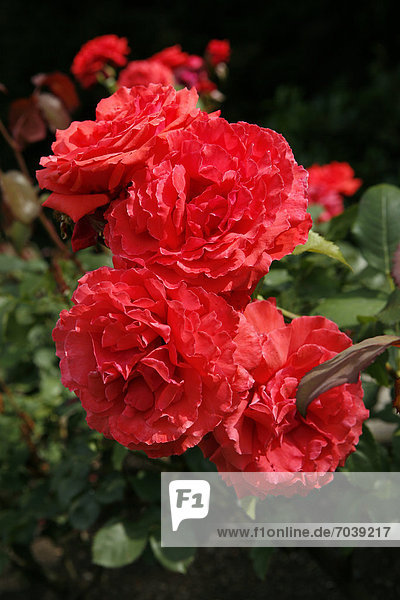 Rote Rosenblüten  Rose (Rosa)