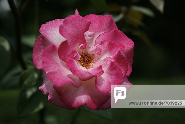 Rosa Rosenblüte  Rose (Rosa)