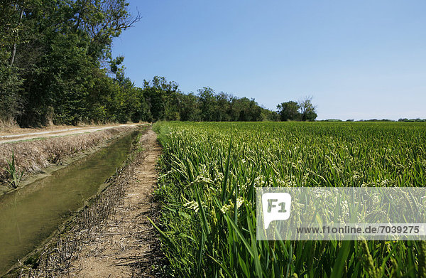 Bewässerung Reisfeld  Reisanbau bei Pals  Basses d'en Coll  Katalonien  Spanien  Europa