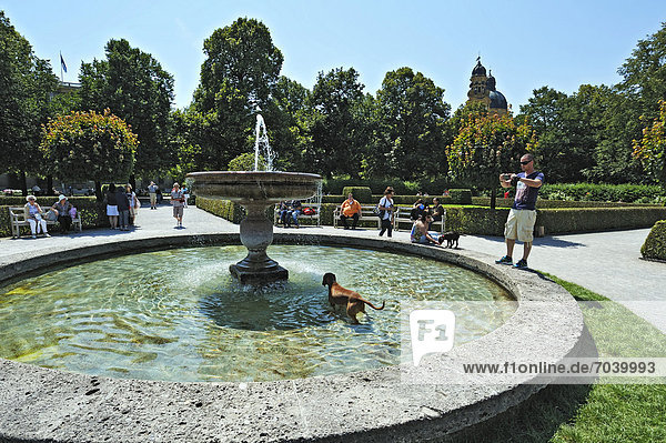 Hund in Springbrunnen, Hofgarten, München, Bayern, Deutschland, Europa