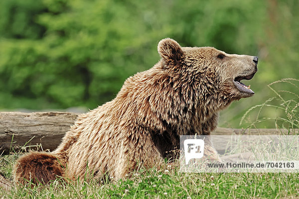 Grizzly oder Grizzlybär (Ursus arctos horribilis)  Wyoming  USA