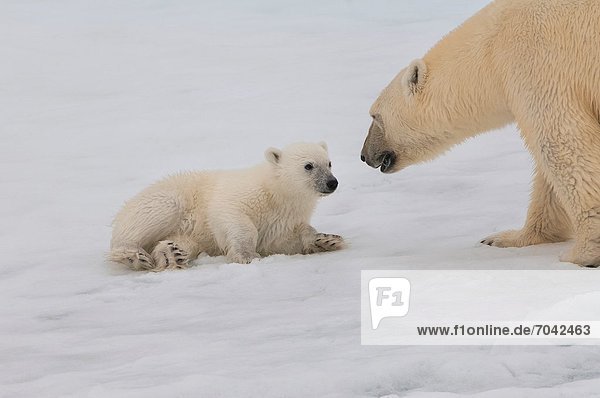 Eisbär  Ursus maritimus  Norwegen  Svalbard  junges Raubtier  junge Raubtiere