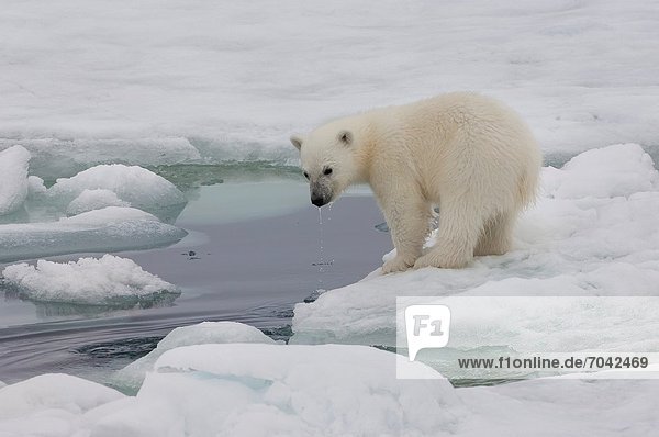 Eisbär  Ursus maritimus  Eis  Norwegen  Svalbard  junges Raubtier  junge Raubtiere  Stück  spielen