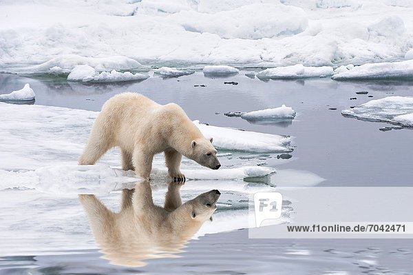 Eisbär  Ursus maritimus  Wasser  Spiegelung  Norwegen  Svalbard
