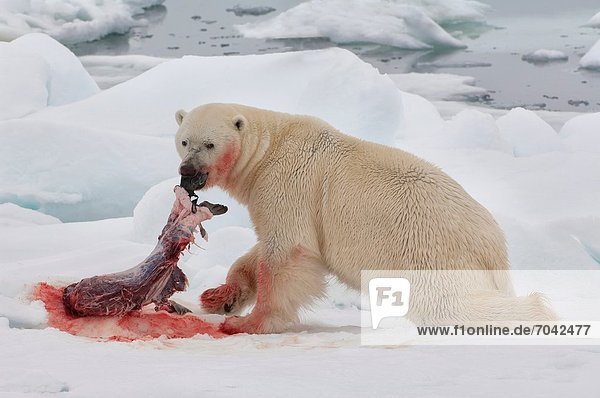 Eisbär  Ursus maritimus  Norwegen  Svalbard  Beutetier  Beute  Robbe