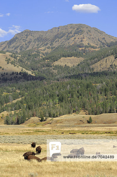 Bison (Bison bison)  Herde im Yellowstone Nationalpark  Wyoming  USA
