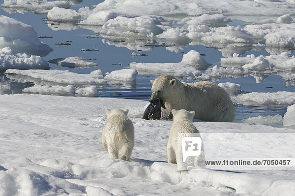 Eisbär oder Polarbär (Ursus maritimus)  Weibchen bei der Jagd auf eine Saimaa-Ringelrobbe (Pusa hispida syn. Phoca hispida)  mit zwei Bärenjungen  Svalbard-Archipel  Spitzbergen  Barentssee  Norwegen