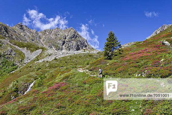 Hiker during the ascent to Ultner Hochwart Mountain in th Ulten Valley  with Mandelspitze Mountain at the rear  Ulten in spring  Alto Adige  Italy  Europe