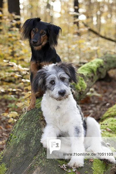 Zwei Mischlingshunde (Canis lupus familiaris) sitzen auf einem Baumstamm  Grunewald  Berlin  Deutschland  Europa
