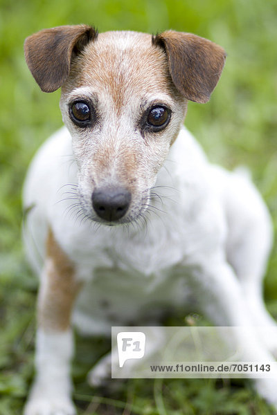 Alte Jack Russel Hündin