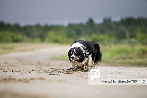 Ein Border Collie rennt in typischer  fixierender und geduckter  Haltung auf einem Sandweg  Döberitzer Heide  Havelland  Brandenburg  Deutschland  Europa