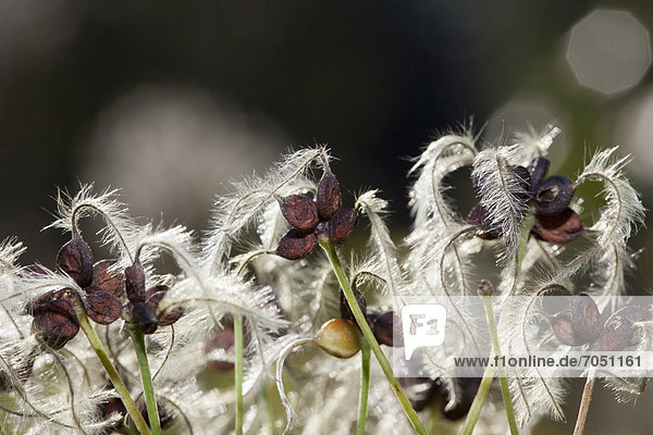Botanischer Garten Botanische Berlin Hauptstadt Europa Boden Fußboden Fußböden Herbst aufrecht Samen Waldrebe Deutschland