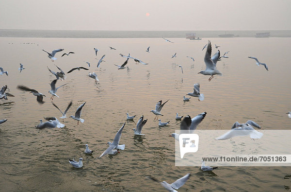 Morning with many gulls on the Ganges river  Varanasi  Benares or Kashi  Varanasi  Uttar Pradesh  India  Asia