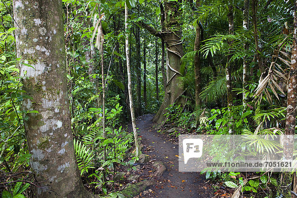 Weg im Regenwald in den Atherton Tablelands  Queensland  Australien