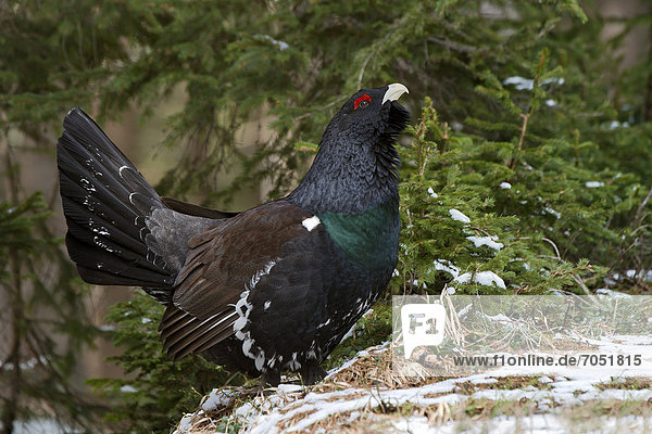 Western Capercaillie  Wood Grouse or Heather Cock (Tetrao urogallus)  male  performing a courtship display  Kirchberg  Tyrol  Austria  Europe