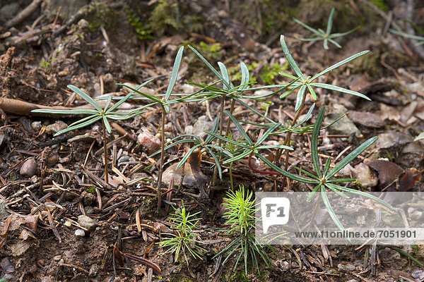 Keimlinge der Fichte (Picea abies)  vorne  Keimlinge der Weiß-Tanne (Abies alba)  hinten  Hopfgarten  Tirol  Österreich  Europa
