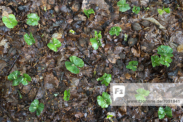 European Beech (Fagus sylvatica)  beech seedlings with two cotyledons  Donntal valley  Lenningen-Gutenberg  Swabian Alp  Baden-Wuerttemberg  Germany  Europe