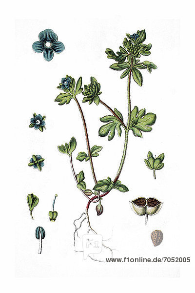 Dreiblättriger Ehrenpreis (Veronica triphyllos)  Heilpflanze  historische Chromolithographie  ca. 1796