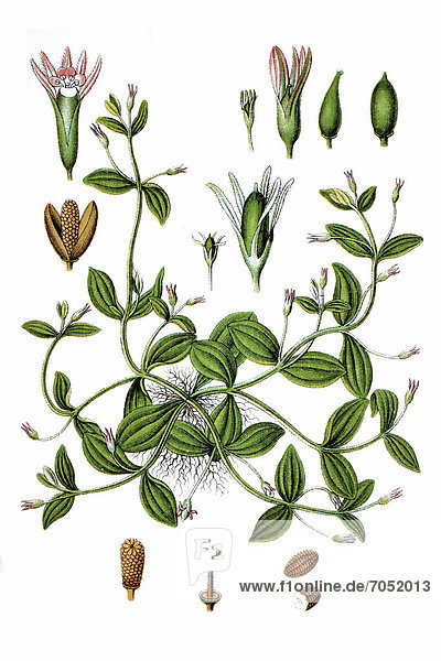 Prostrate false pimpernel (Lindernia pyxidaria)  medicinal plant  historical chromolithography  about 1796