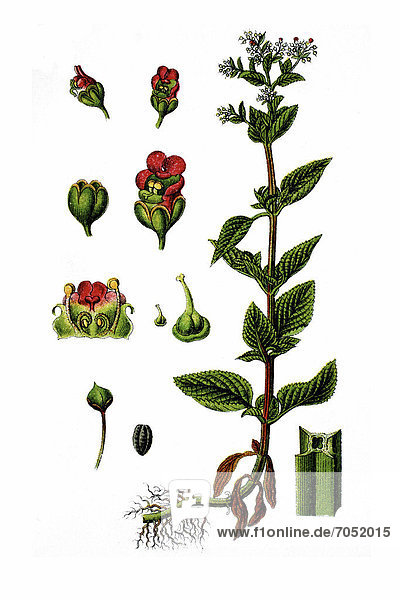 Water-betony (Scrofularia ehrharti)  medicinal plant  historical chromolithography  about 1796